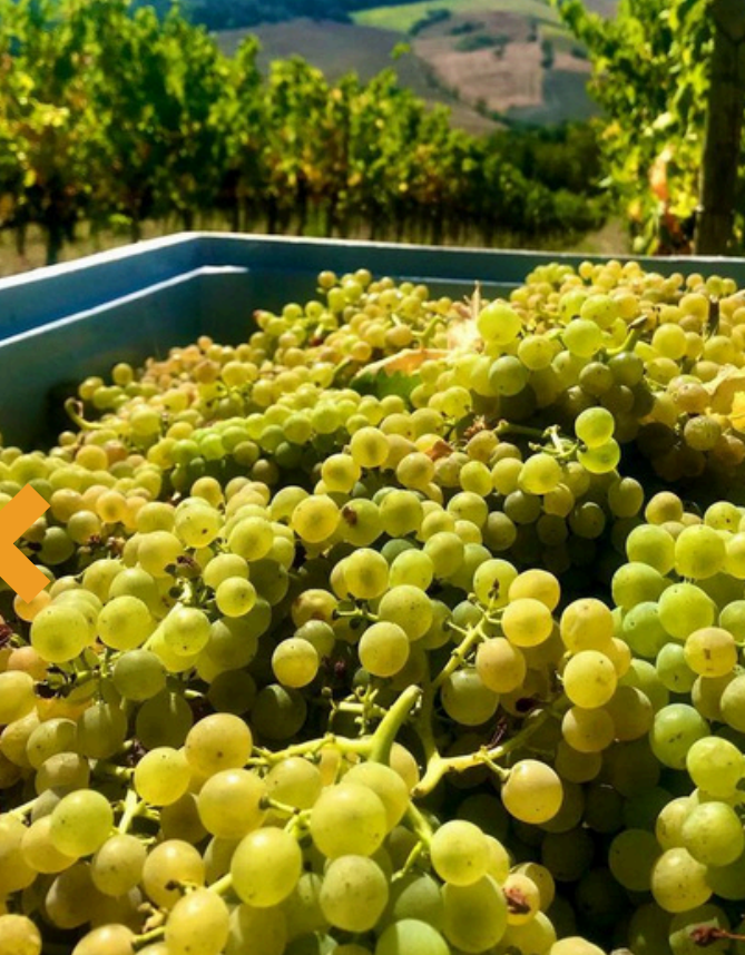 Grappoli d'uva bianca nelle Marche